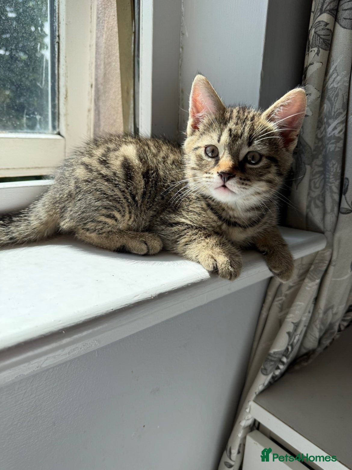 Mixed Breed cats Beautiful bengal cross kittens - Advert 2