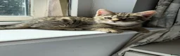 Mixed Breed cats for sale: Beautiful bengal cross kittens in Edinburgh - Advert 1
