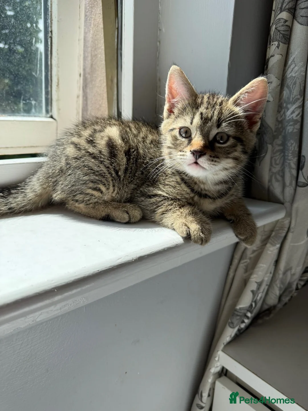 Mixed Breed cats for sale: Beautiful bengal cross kittens in Edinburgh - Advert 1