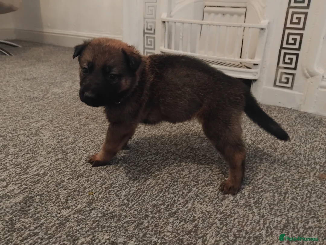 German Shepherd dogs for sale: German shepherd Puppies - Advert 26