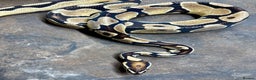 Python Snake reptiles for sale: Royal Pythons & Corn Snakes - Advert 6