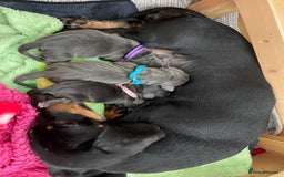 Miniature Dachshund dogs for stud: Chocolate & Tan (carries long) Stud in Dalry - Image 11