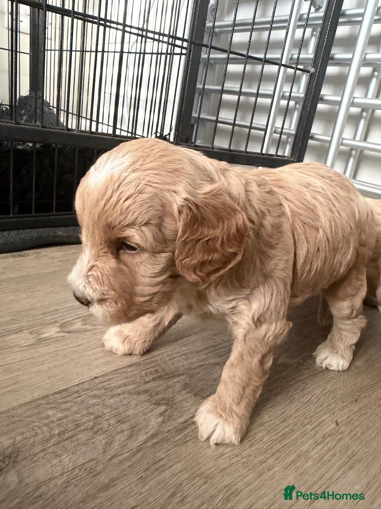 Cockapoo dogs Beautiful Cockapoo Puppies – Fully Health Tested - Advert 1