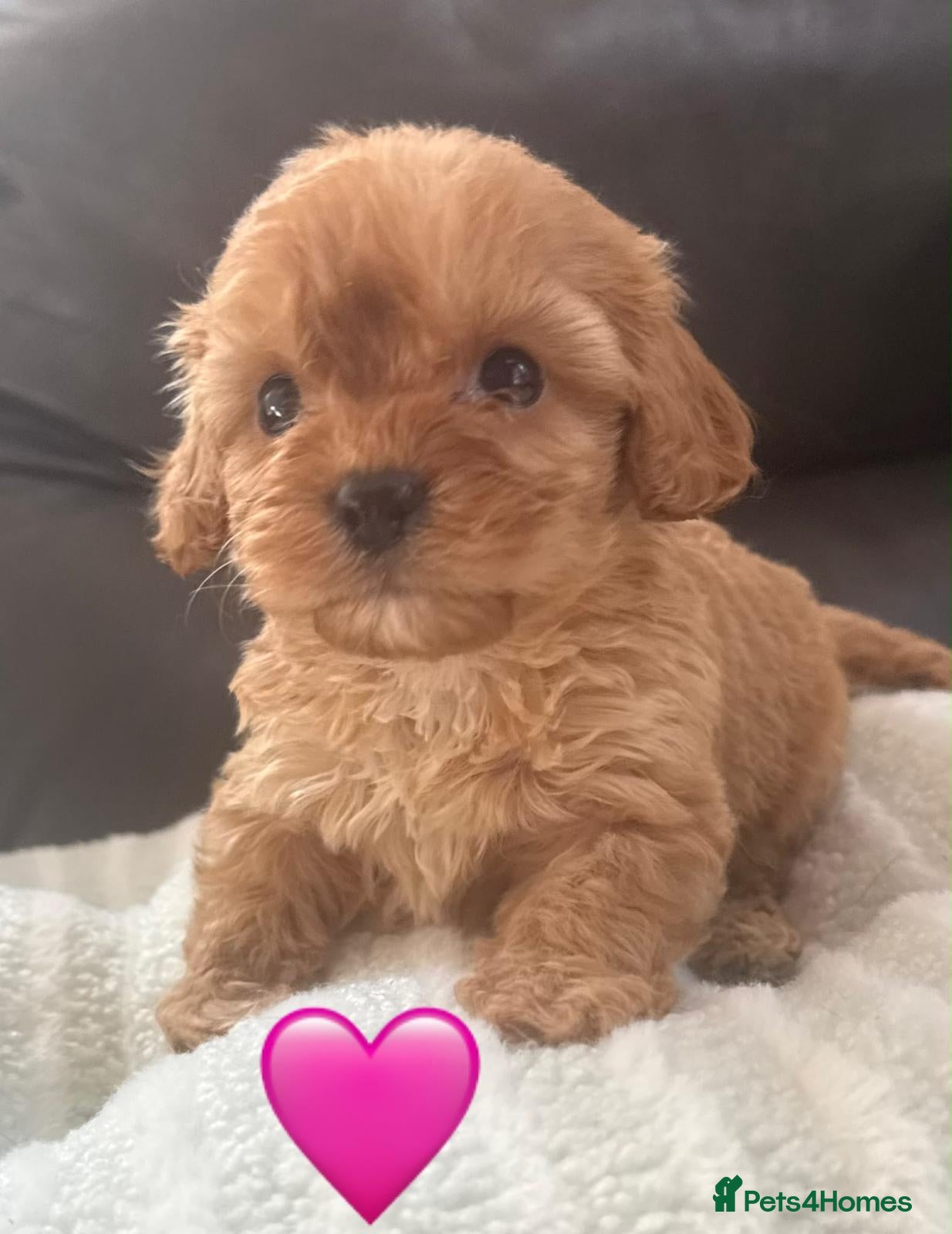Maltipoo dogs ❤️ The absolute best of both worlds ❤️  - Advert 1