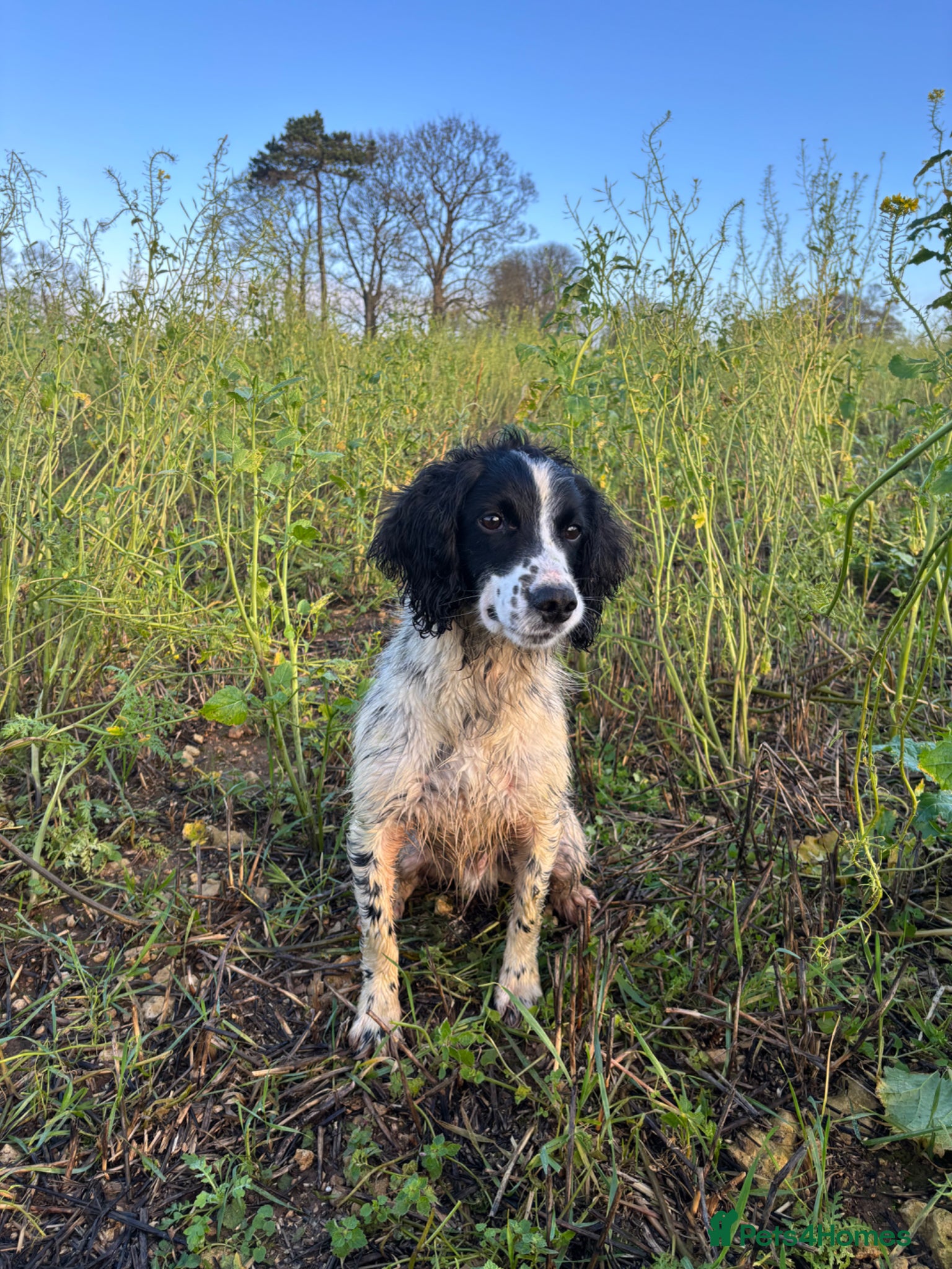 English Springer Spaniel dogs 6 Year Old Working Springer Spaniel - Advert 4