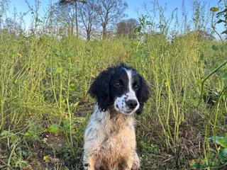 English Springer Spaniel dogs 6 Year Old Working Springer Spaniel - Advert 4