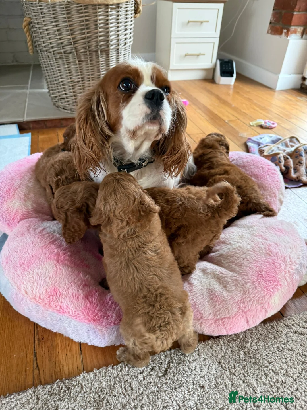 Cavapoo dogs for sale: Ruby Red ❤️ Health tested Cavapoos  - Advert 2