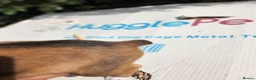 Boxer dogs for sale: Bobtail K C reg - Advert 4