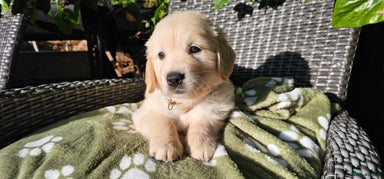 Golden Retriever dogs - Advert 4