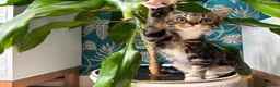 Mixed Breed cats for sale: Gorgeous little boy  in Manchester - Advert 3