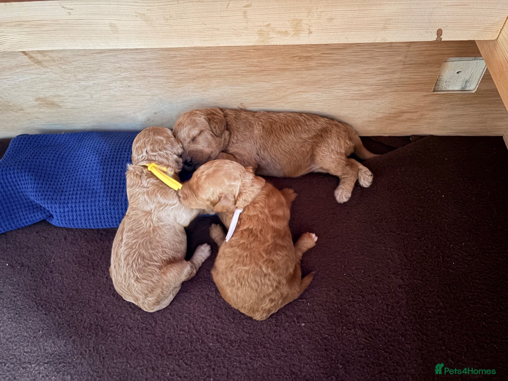 Labradoodle dogs for sale: Miniature Labradoodle Puppies for sale  - Advert 2