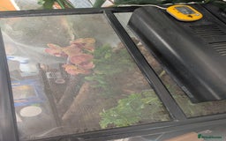 Gecko reptiles for sale: Tailless Crested Gecko with terrarium and extras - Image 7