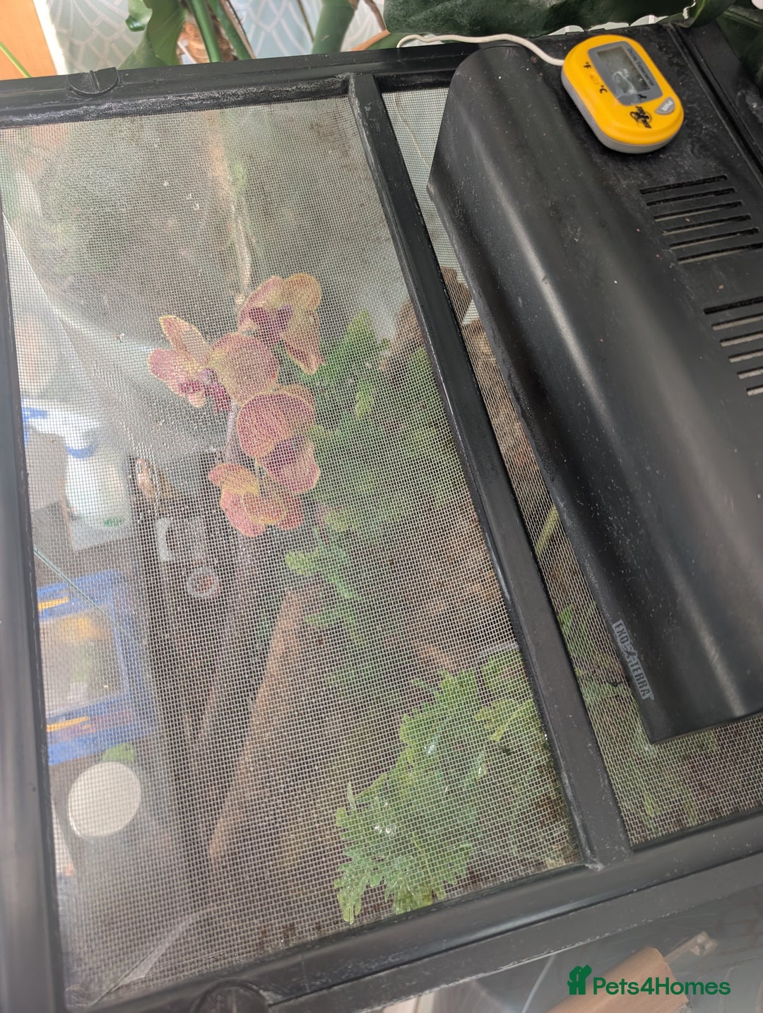 Gecko reptiles for sale: Tailless Crested Gecko with terrarium and extras - Image 7