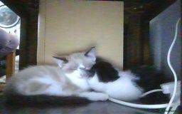 British Longhair cats for sale: 4 Beautiful Kitties Ready - Image 16