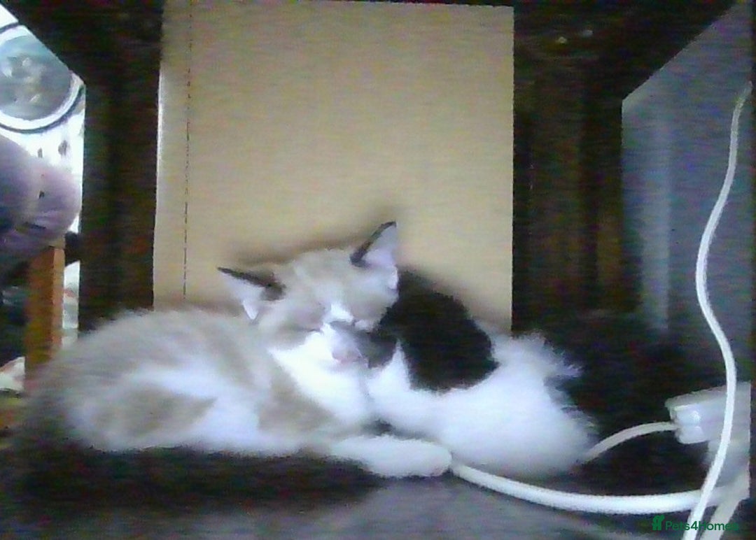 British Longhair cats for sale: 4 Beautiful Kitties Ready - Image 16