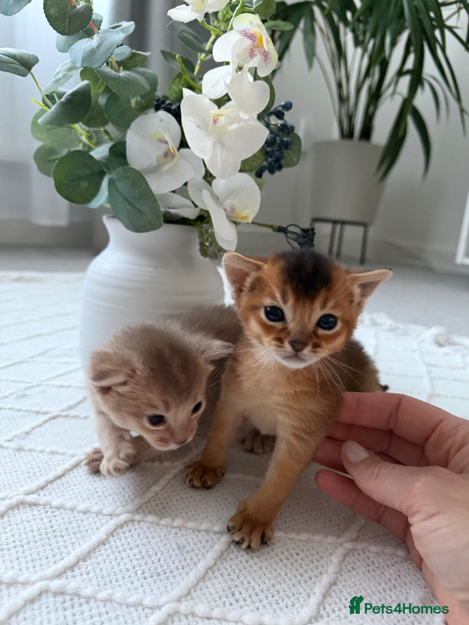 Abyssinian cats ✨ 2 Abyssinian girls 5+ Gen Champions TICA ✨ - Advert 1