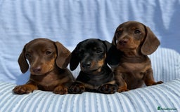 Miniature Dachshund dogs for sale: Kc Registered miniature dachshund  - Image 10