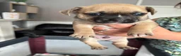 Mixed Breed dogs for sale: Gorgeous French Bull dog cross Chihuahua puppies  - Advert 7