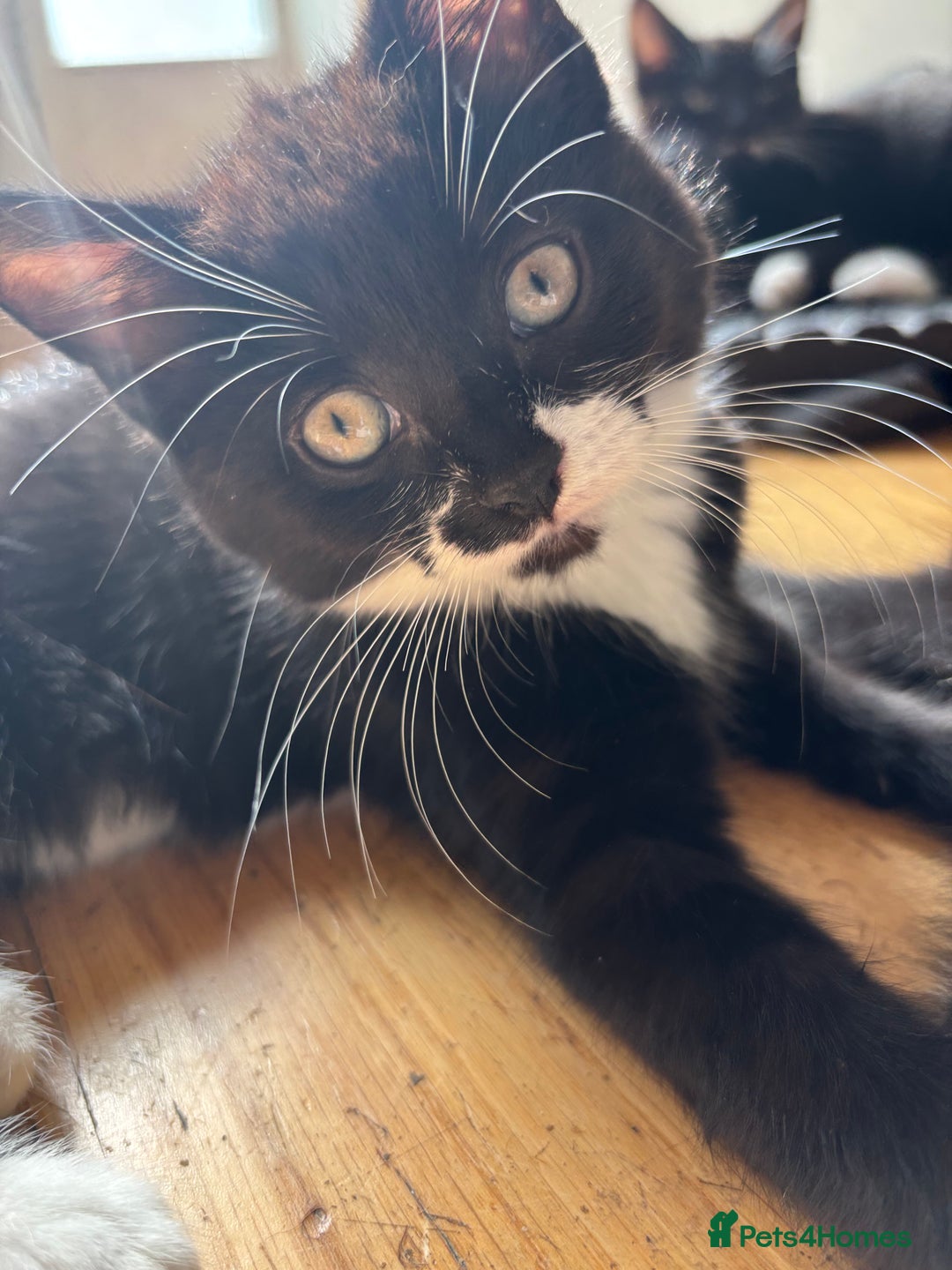 Domestic Shorthair cats for sale:  2 tuxedo kittens  - Image 2