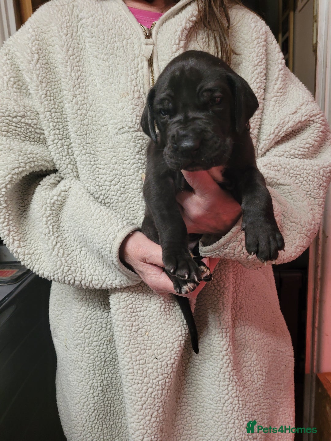 Great Dane dogs for sale: Magnificent litter of black great dane puppies - Advert 22
