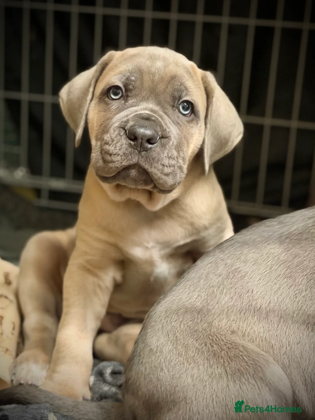 Cane Corso dogs for sale: ICCF Registered Cane Corsos DUE FEB 15th  - Advert 1