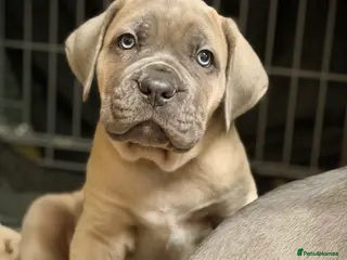 Cane Corso dogs ICCF Registered Cane Corsos DUE FEB 15th - Advert 6