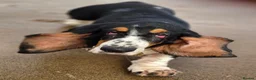 Basset Hound dogs for sale: Female Black Tri Basset Hound puppy  - Advert 3
