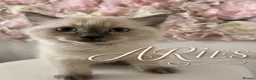 Ragdoll cats for sale: Ragdoll - Advert 7