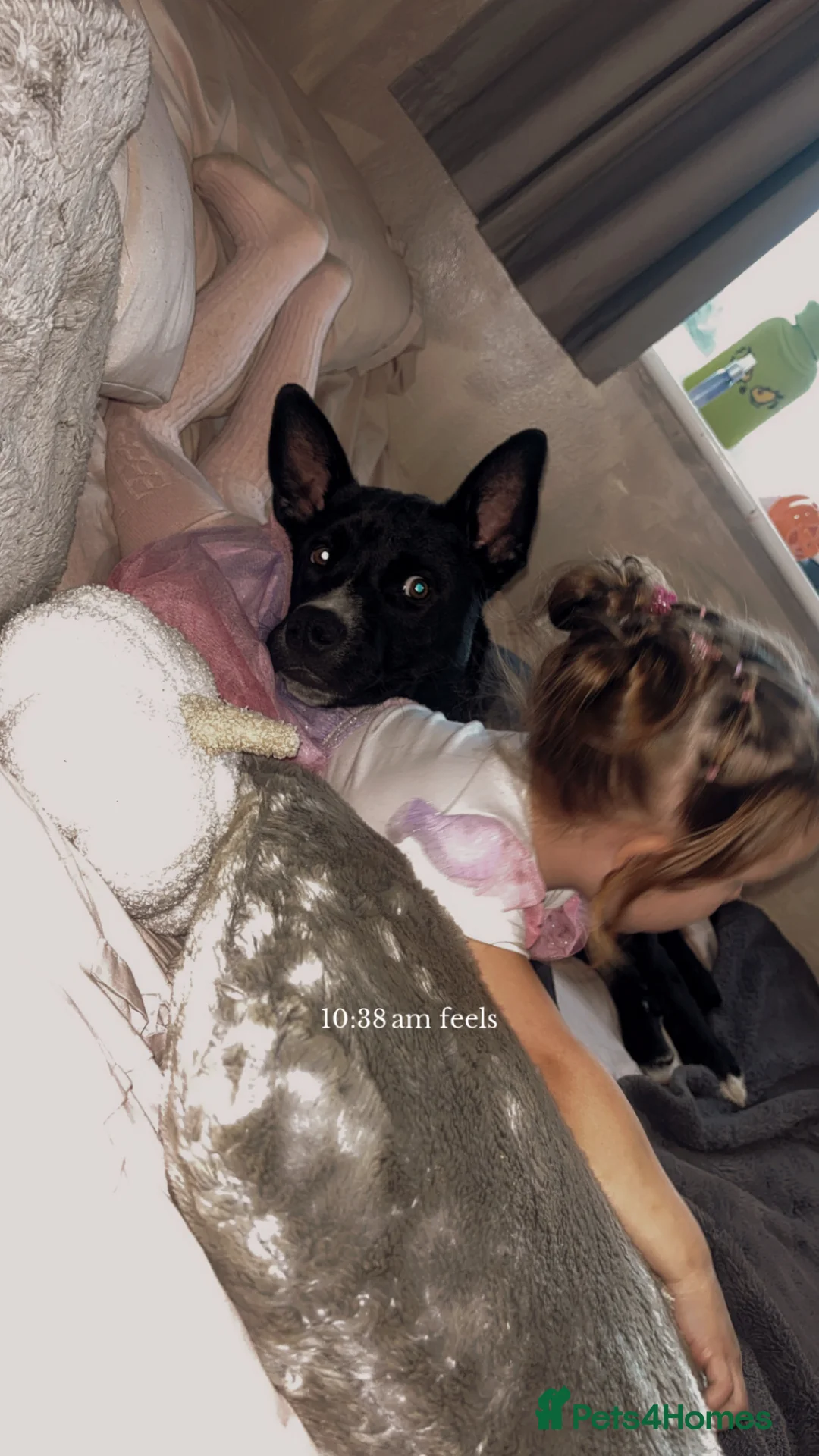 Mixed Breed dogs for sale: Male, Thor in Nuneaton - Advert 2