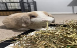 Mini Lion Lop rabbits for sale: 2 Mini Lops  - Image 5