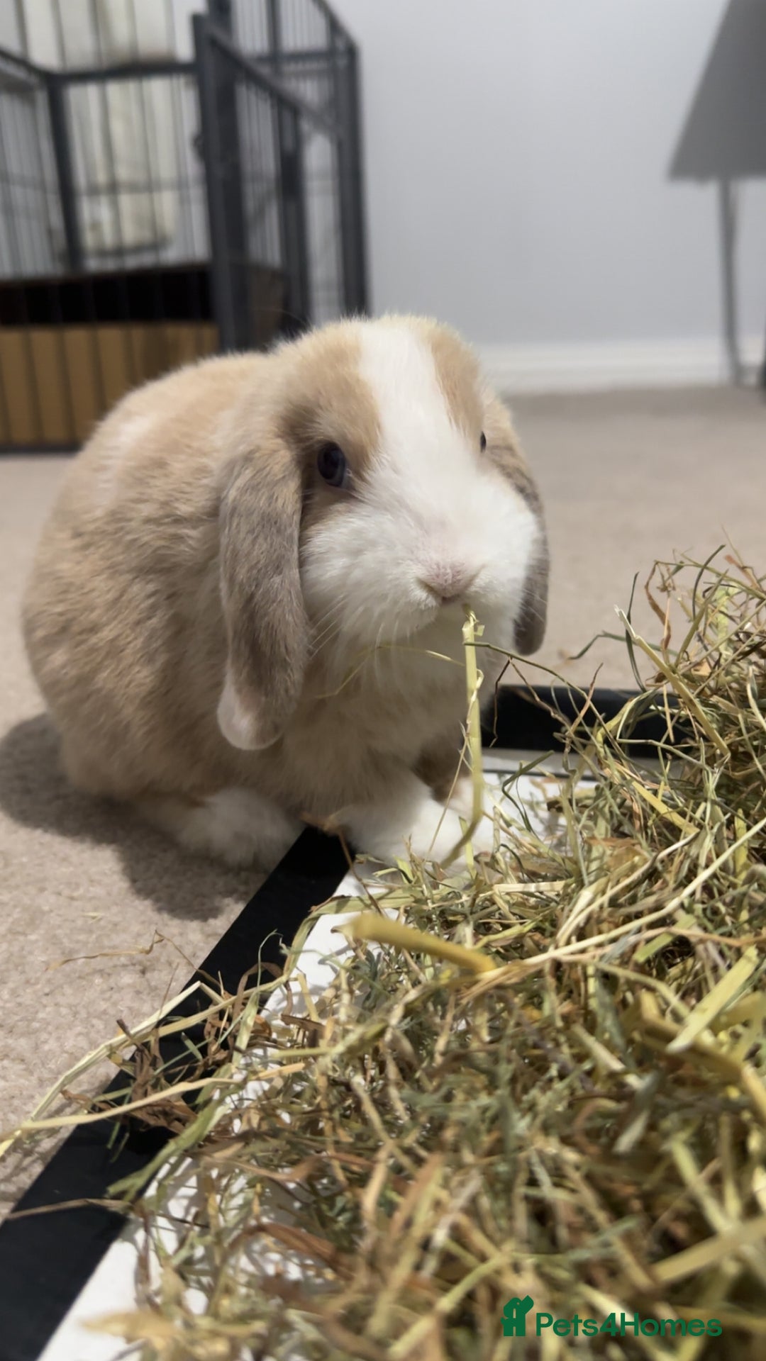Mini Lion Lop rabbits for sale: 2 Mini Lops  - Image 5