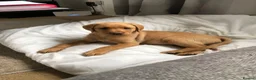 Labrador Retriever dogs for stud: “Yellow Valey”  in Cheltenham - Advert 19