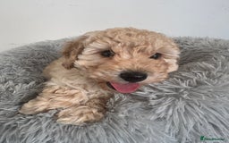 Cockapoo dogs for sale: Beautiful F1b Cockapoos  - Image 2