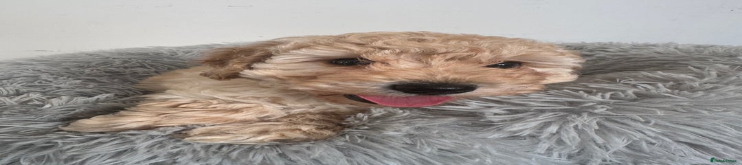 Cockapoo Puppy 2