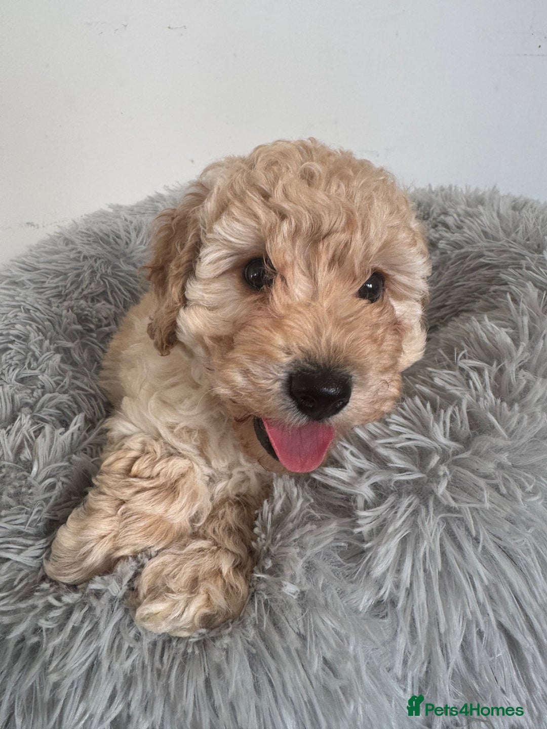 Cockapoo dogs for sale: Beautiful F1b Cockapoos  - Image 2