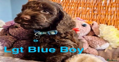 Cockapoo dogs - Advert 2