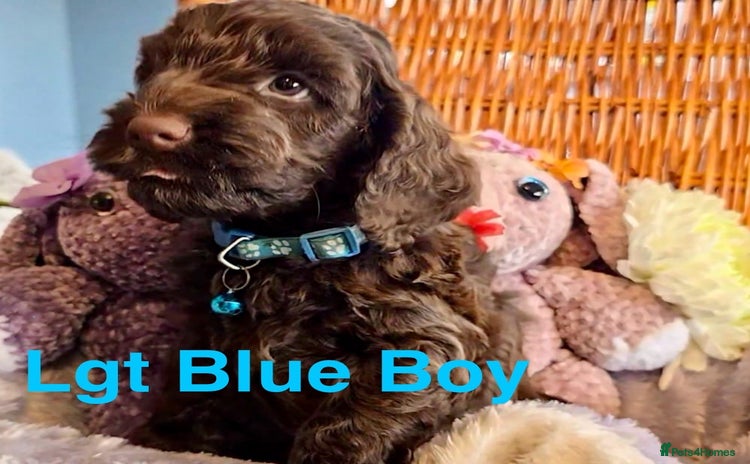 Cockapoo dogs - Advert 14