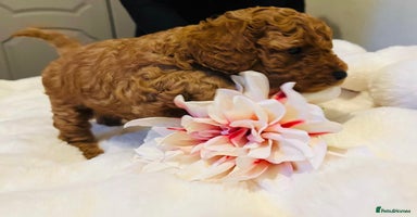 Cavapoo dogs - Advert 10