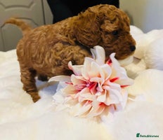 Cavapoo dogs - Advert 10