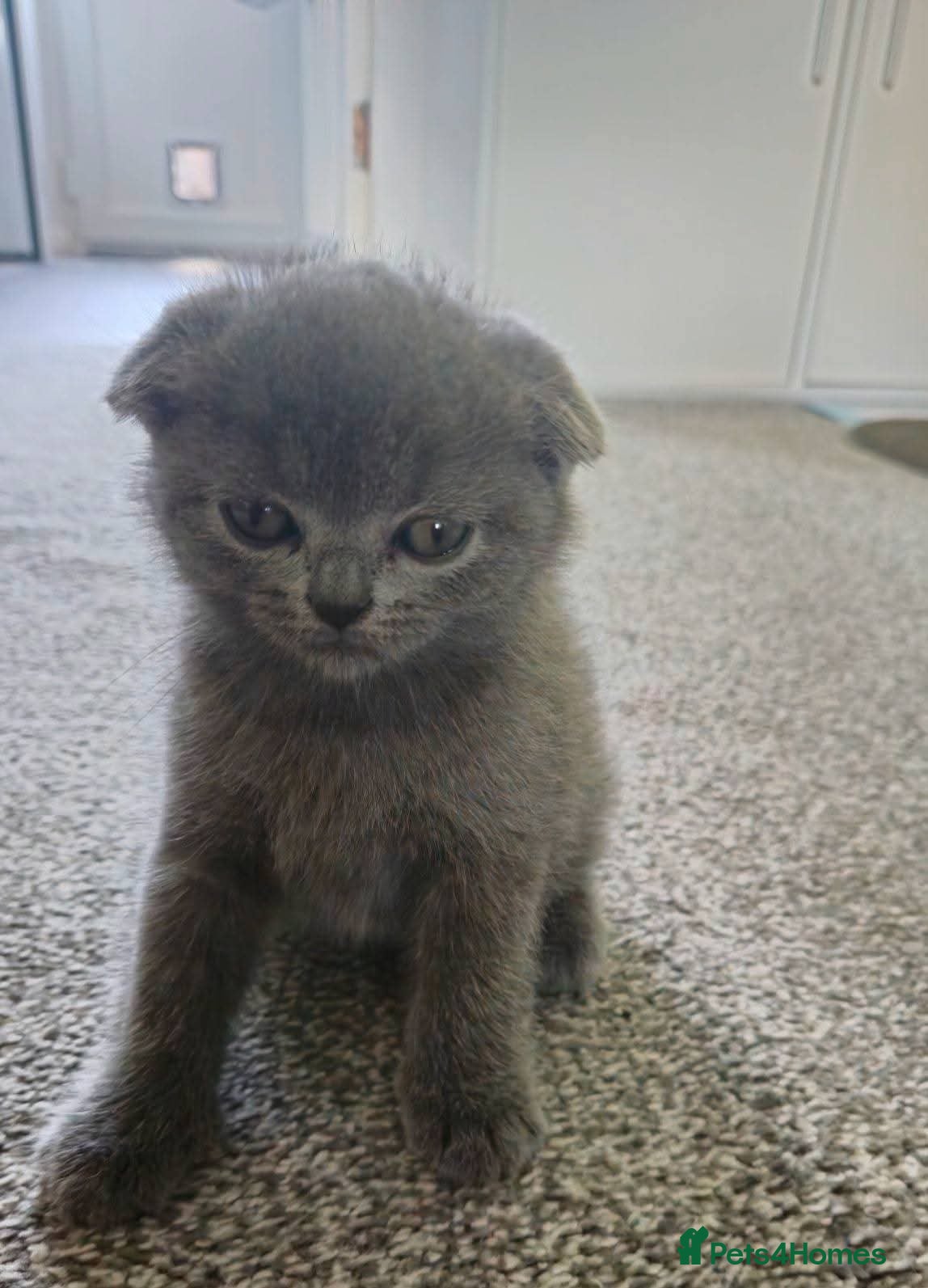 Scottish Fold cats Scottish Fold - Advert 1
