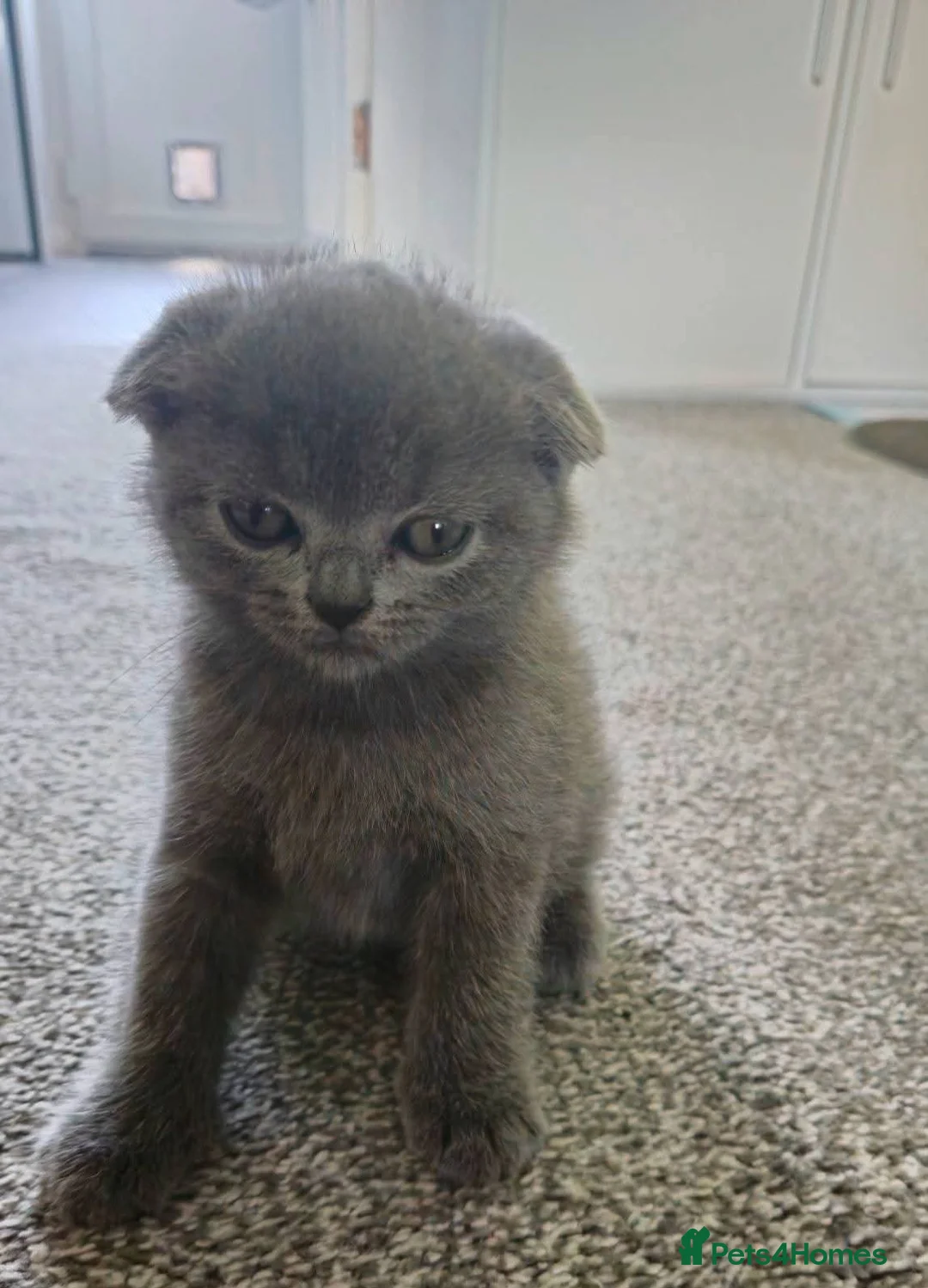 Scottish Fold cats for sale: Scottish Fold - Advert 1