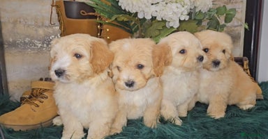 Maltipoo dogs - Advert 6