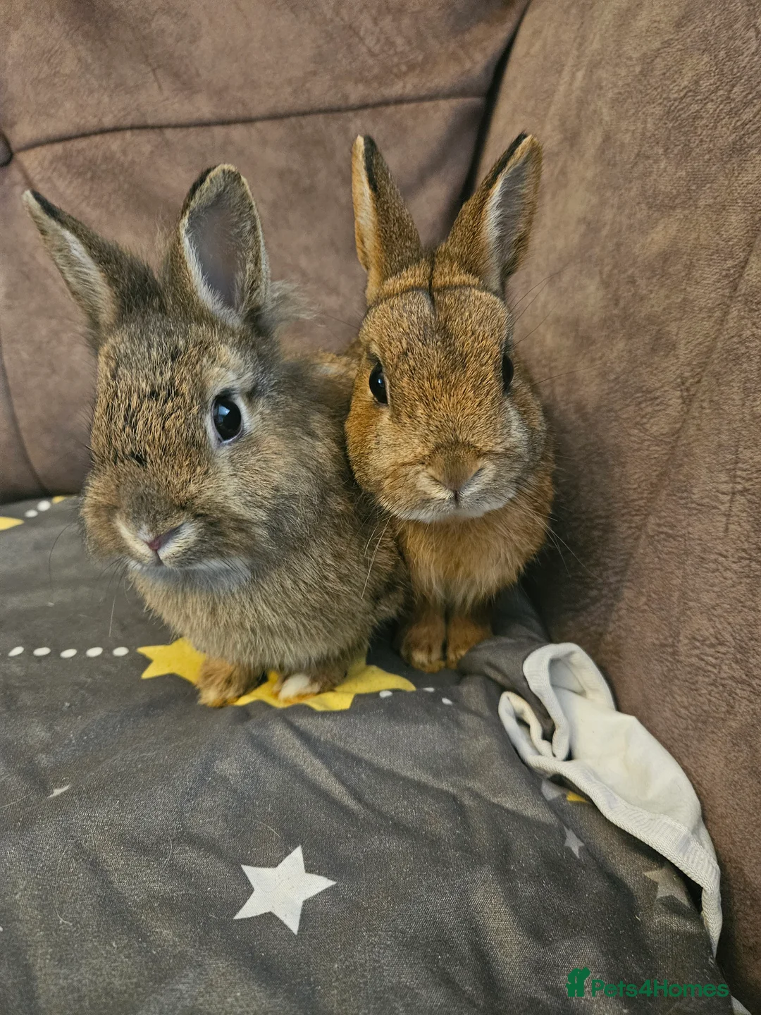 Netherland Dwarf rabbits for sale: Pair of bonded Netherland dwarf 🩷🩵 - Advert 11