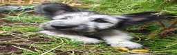 Skye Terrier dogs for sale: Two Beautiful Skye Terrier Puppies  - Advert 6