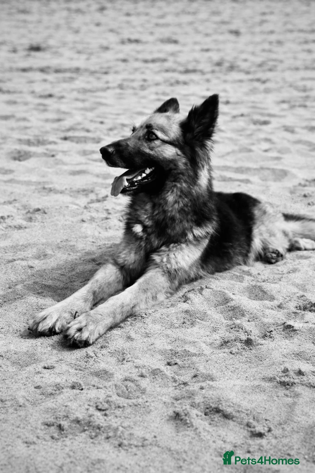 German Shepherd dogs for sale: German shepherd  - Advert 2