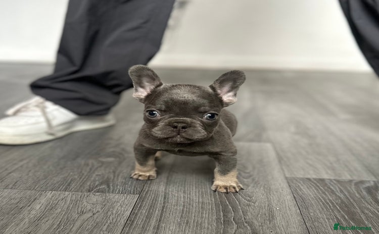 French Bulldog dogs - Advert 2