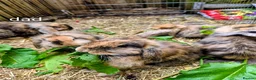 Mini Lion Lop rabbits for sale: 4 lionhead lops for sale - Advert 2