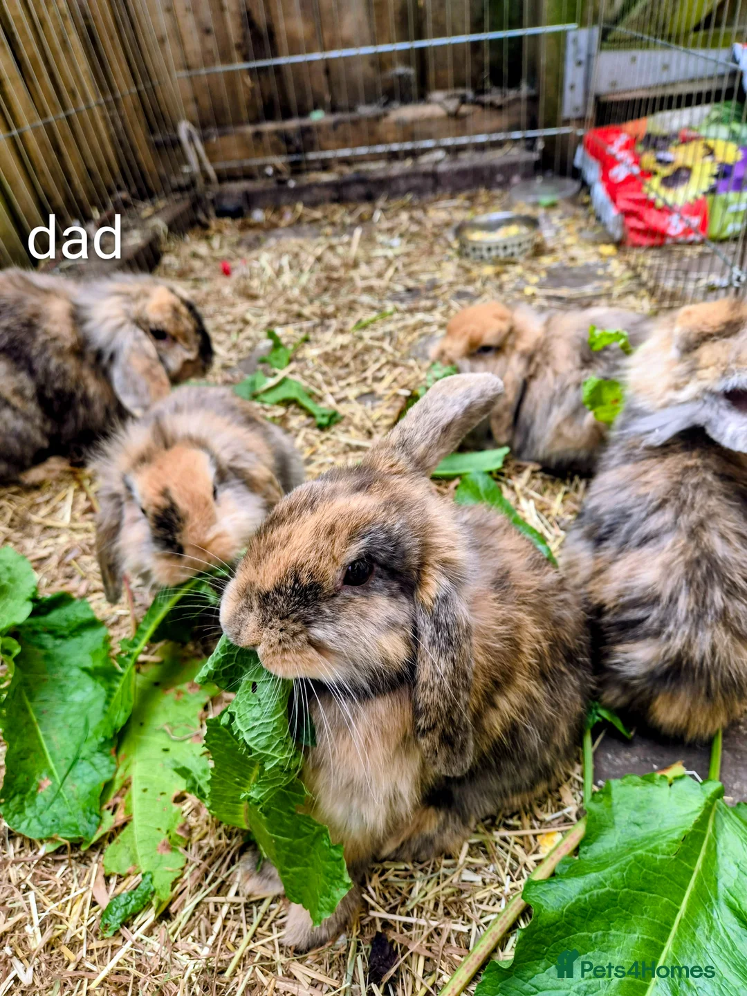 Mini Lion Lop rabbits for sale: 4 lionhead lops for sale - Advert 2