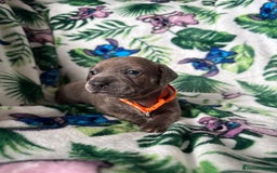 Mixed Breed dogs for sale: Beautiful Daffys - staffy cross dachshund  - Image 3