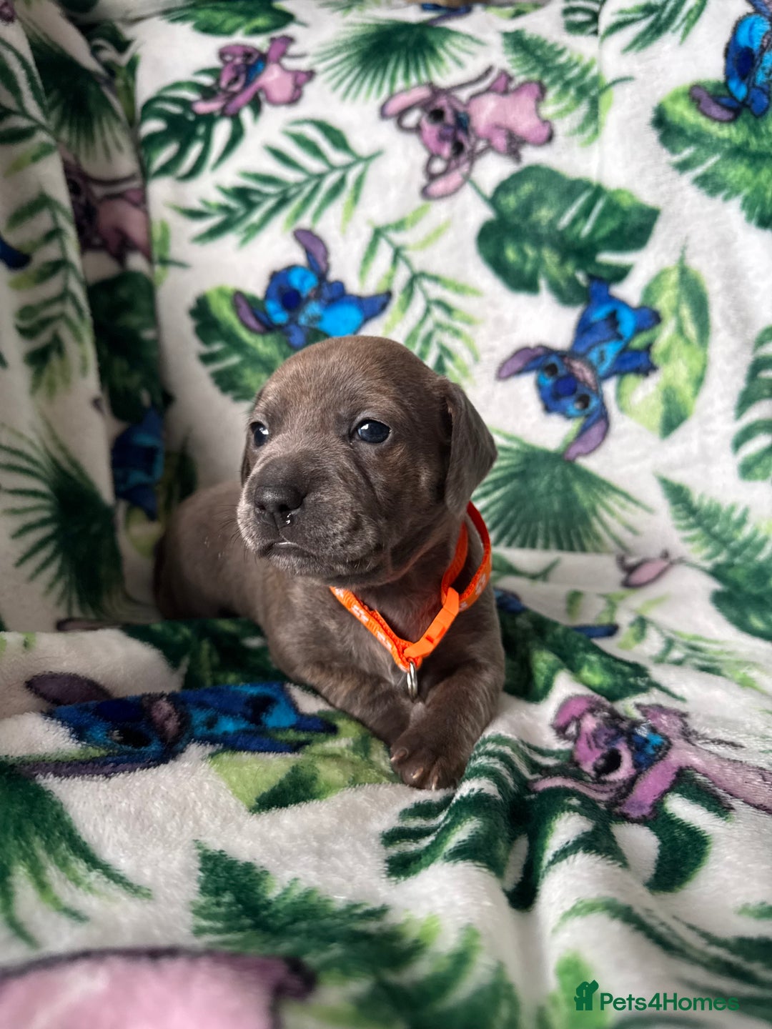 Mixed Breed dogs for sale: Beautiful Daffys - staffy cross dachshund  - Image 3